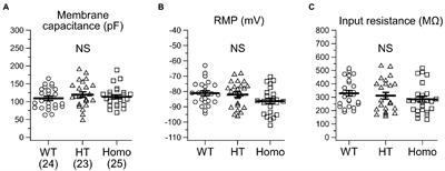 Taurine depletion during fetal and postnatal development blunts firing responses of neocortical layer II/III pyramidal neurons